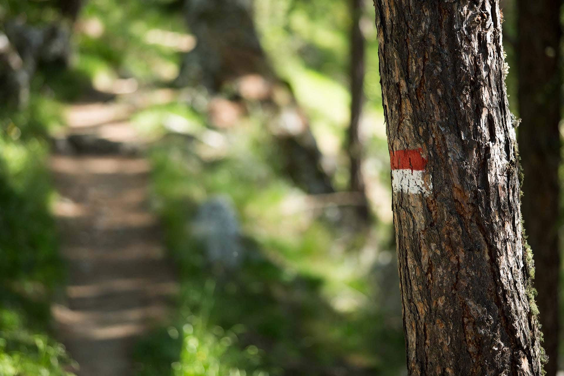 Wandern am Kalterer Höhenweg