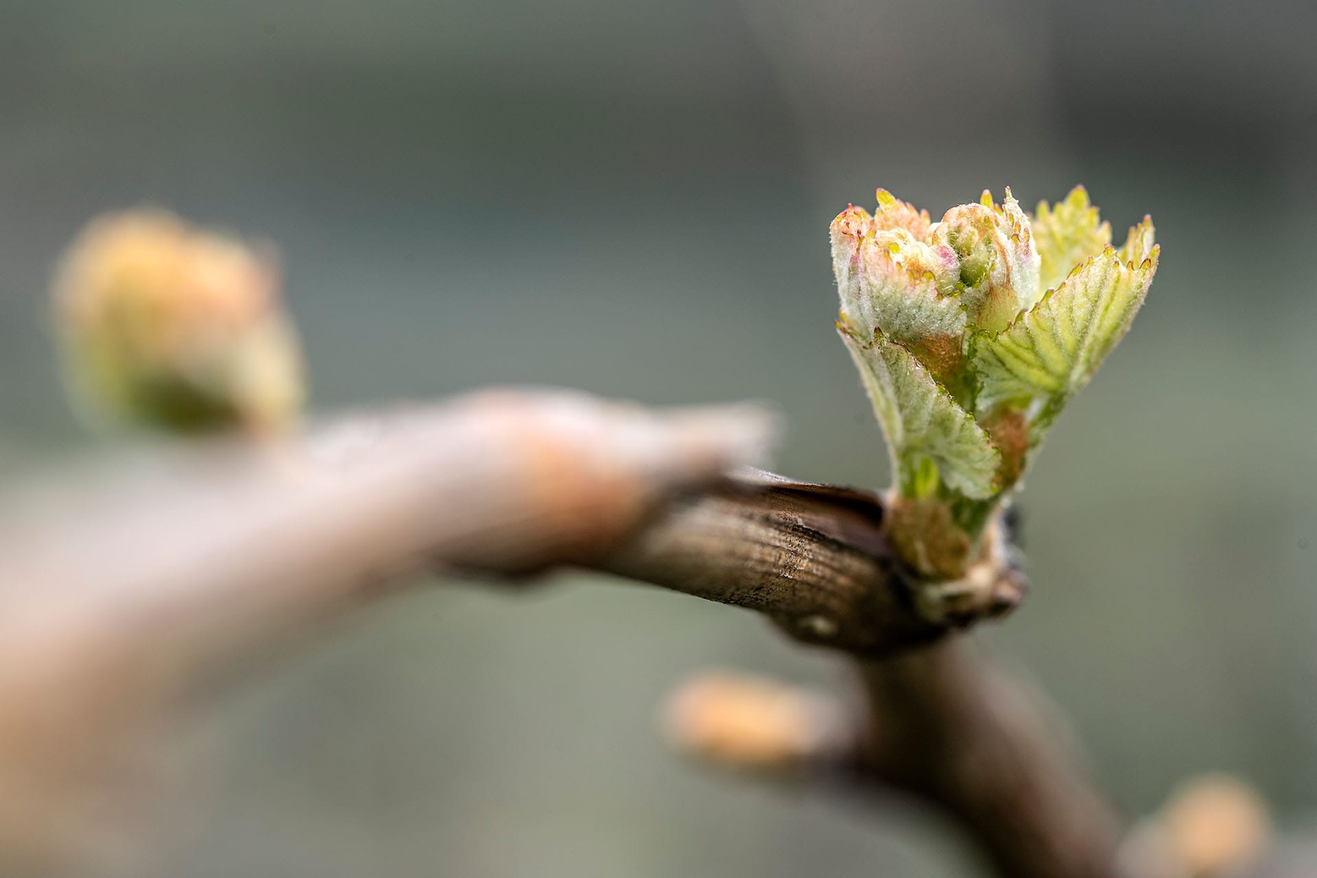 Gewürztraminer