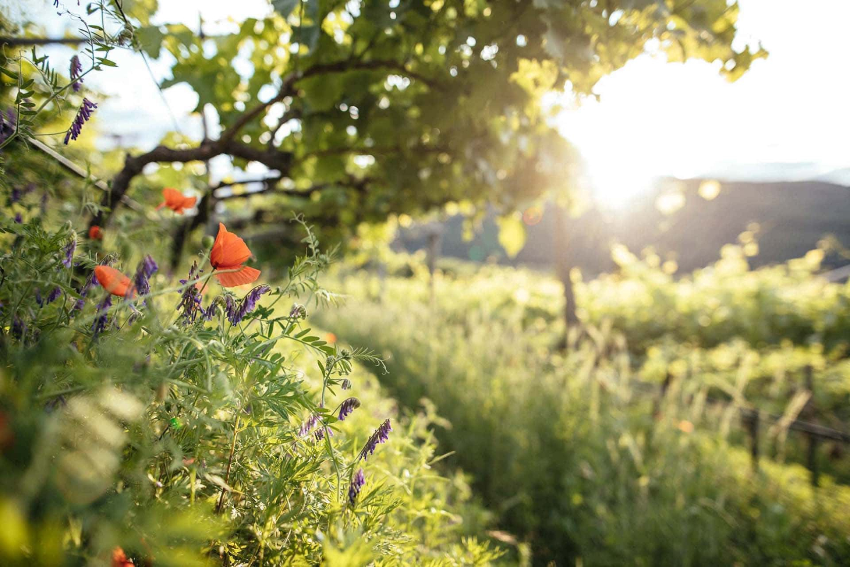 Sommerbeginn in den Weinbergen