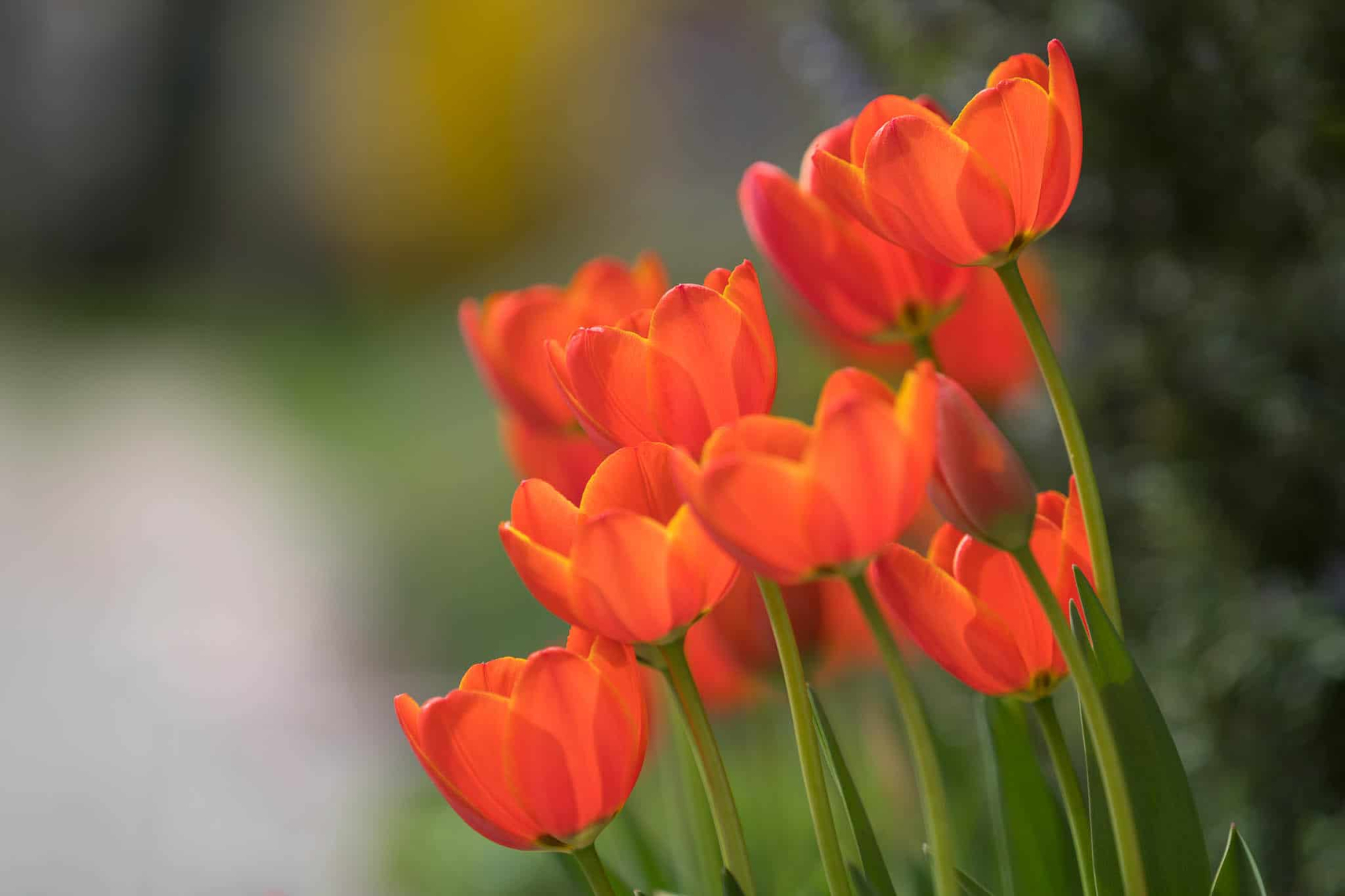 Tulpen