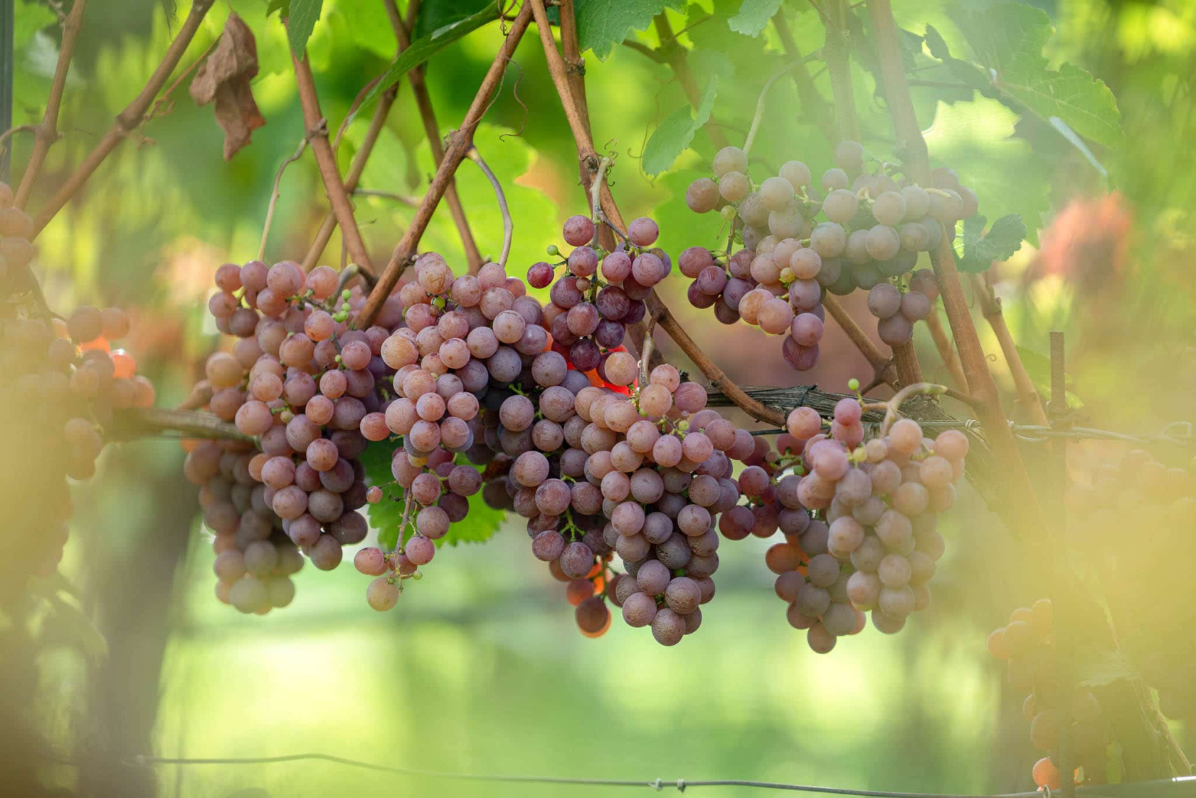 Gewürztraminer