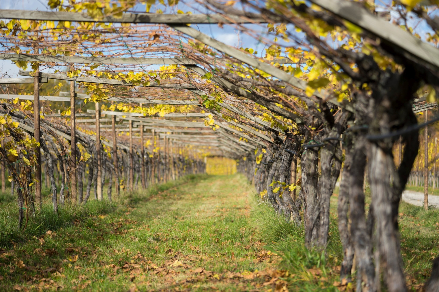 Pergola im Herbst